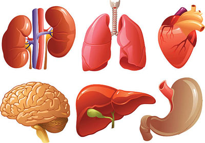 İç Organlarımız