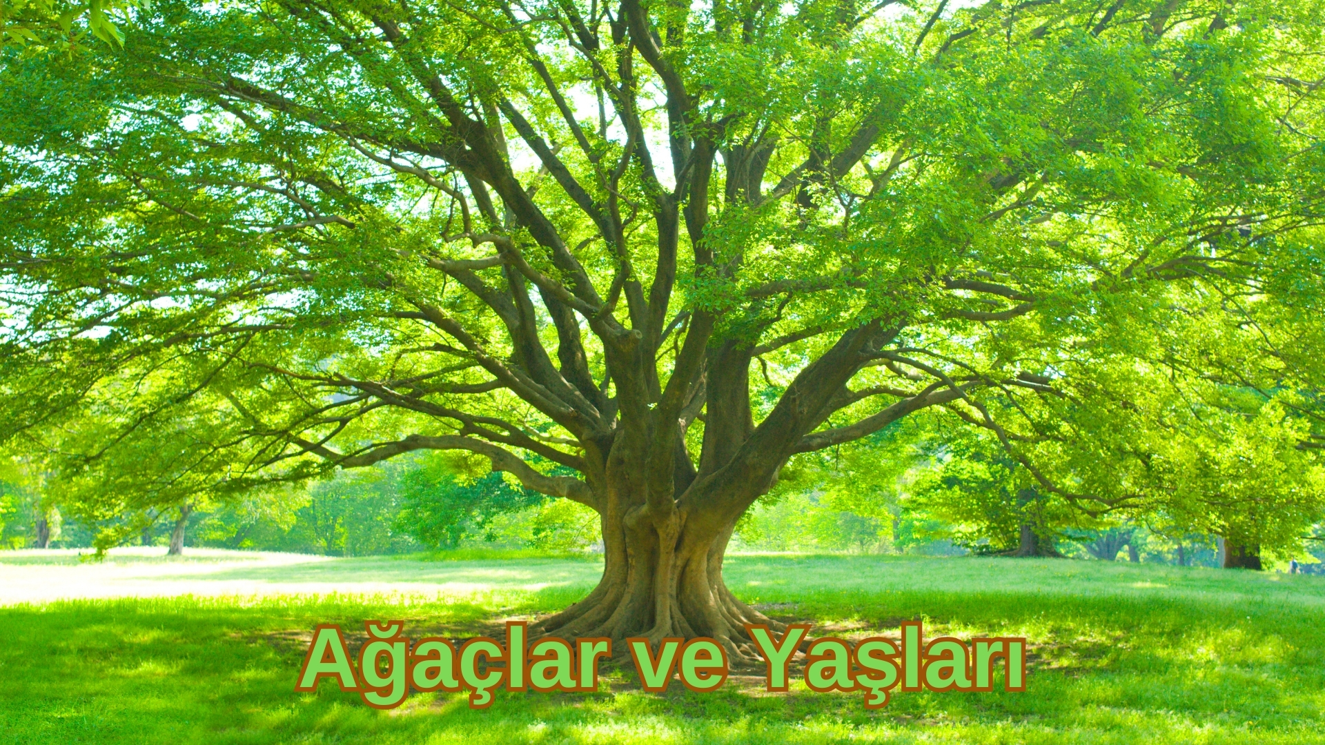 Ağaçlar ve Yaşları