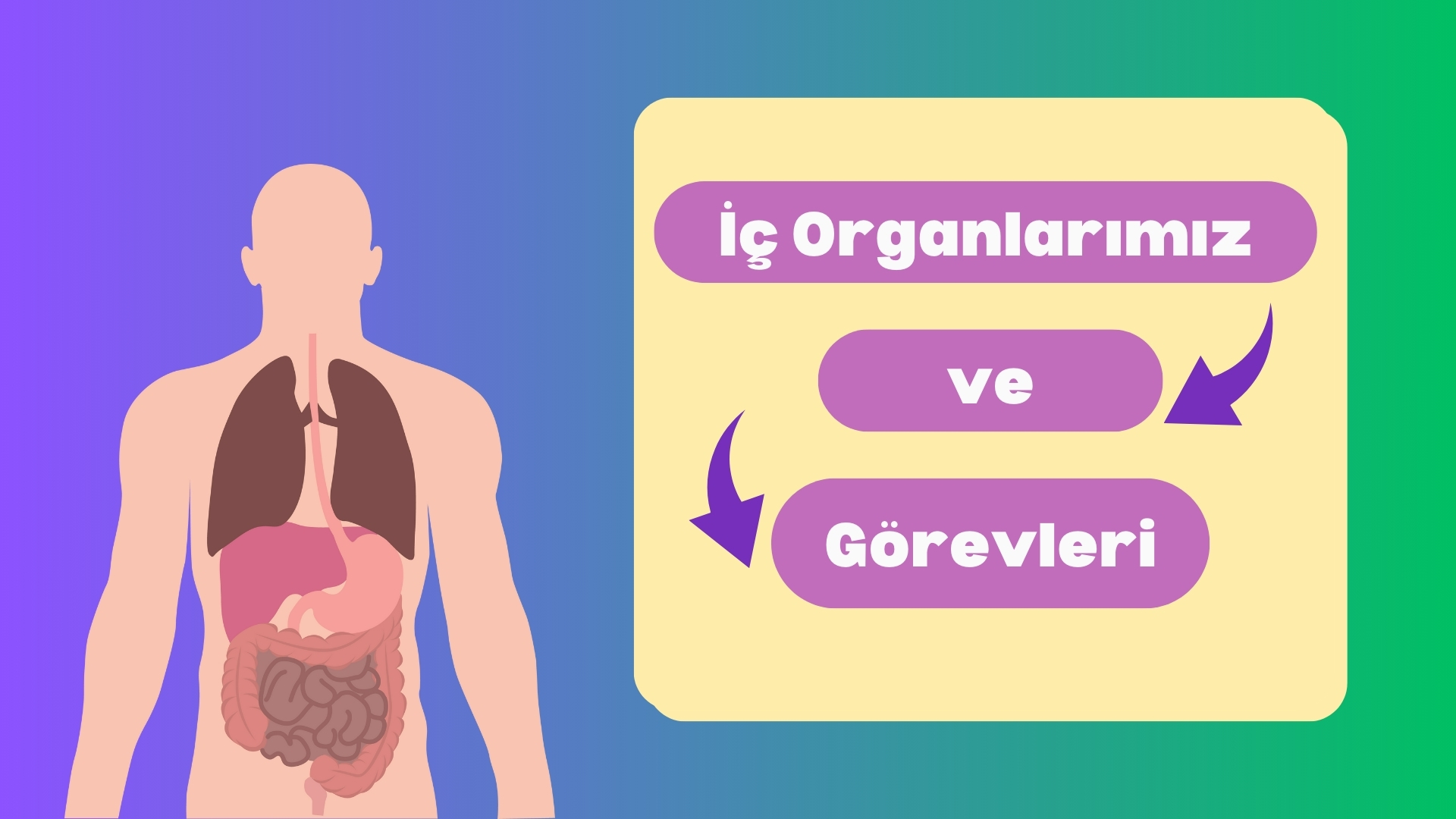 İç Organlarımız ve Görevleri