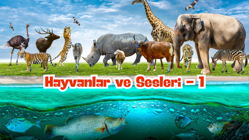 Hayvanlar ve Sesleri -1